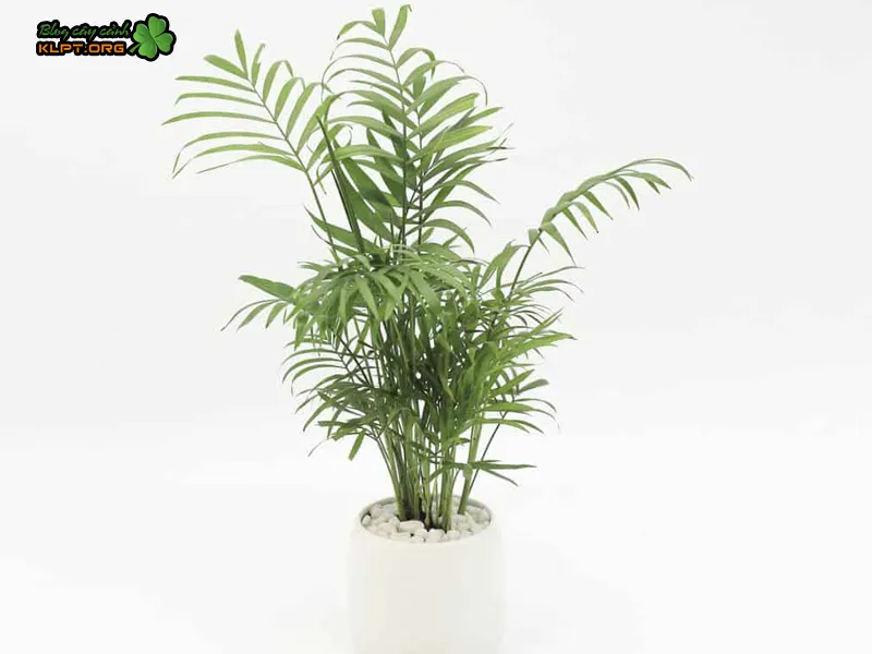 Đặc điểm của cây dừa kiểng