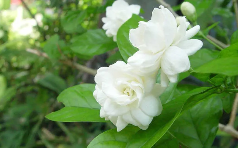 Đặc điểm của cây hoa nhài