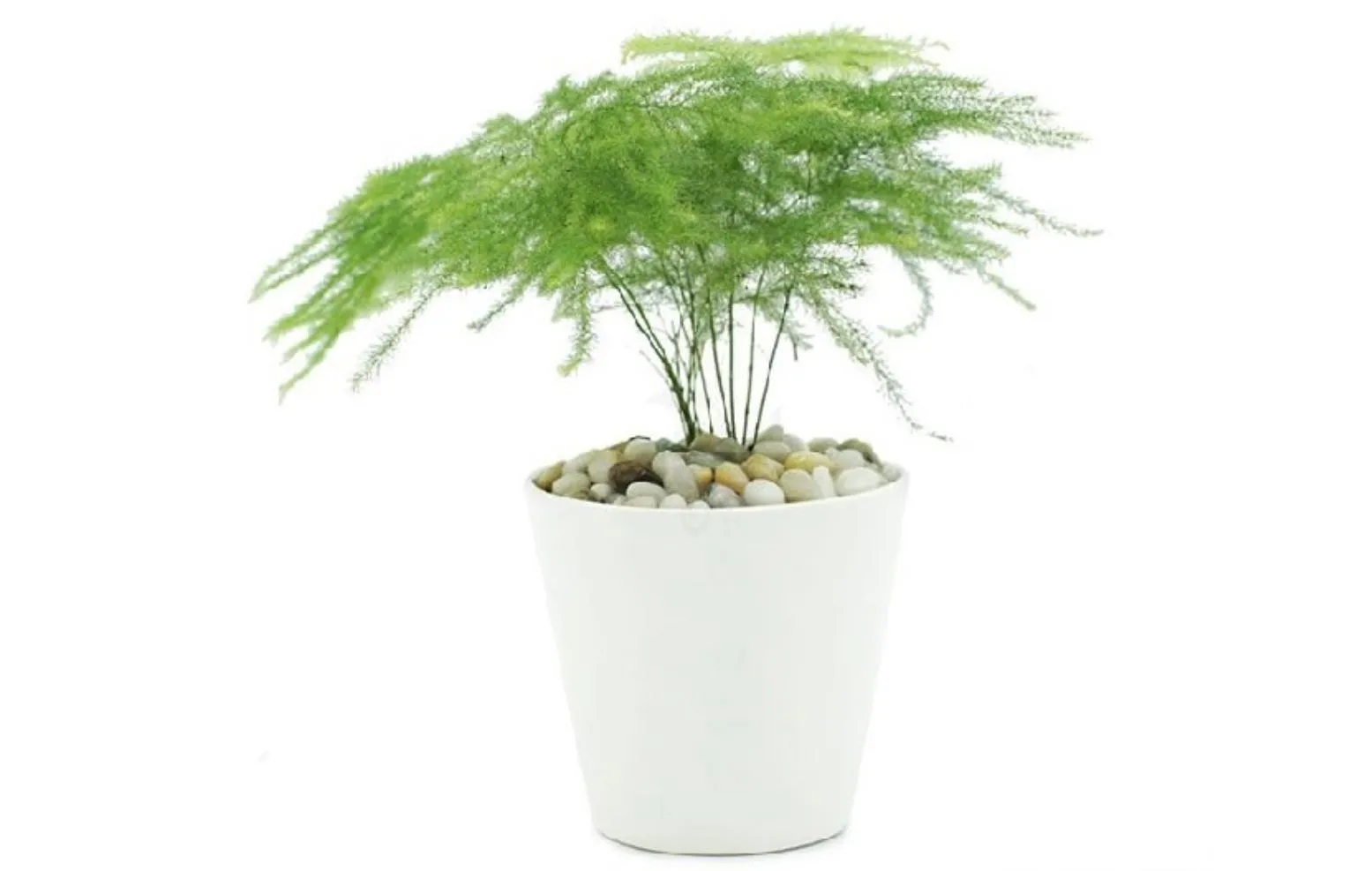 Đặc điểm của cây Kim Thủy Tùng