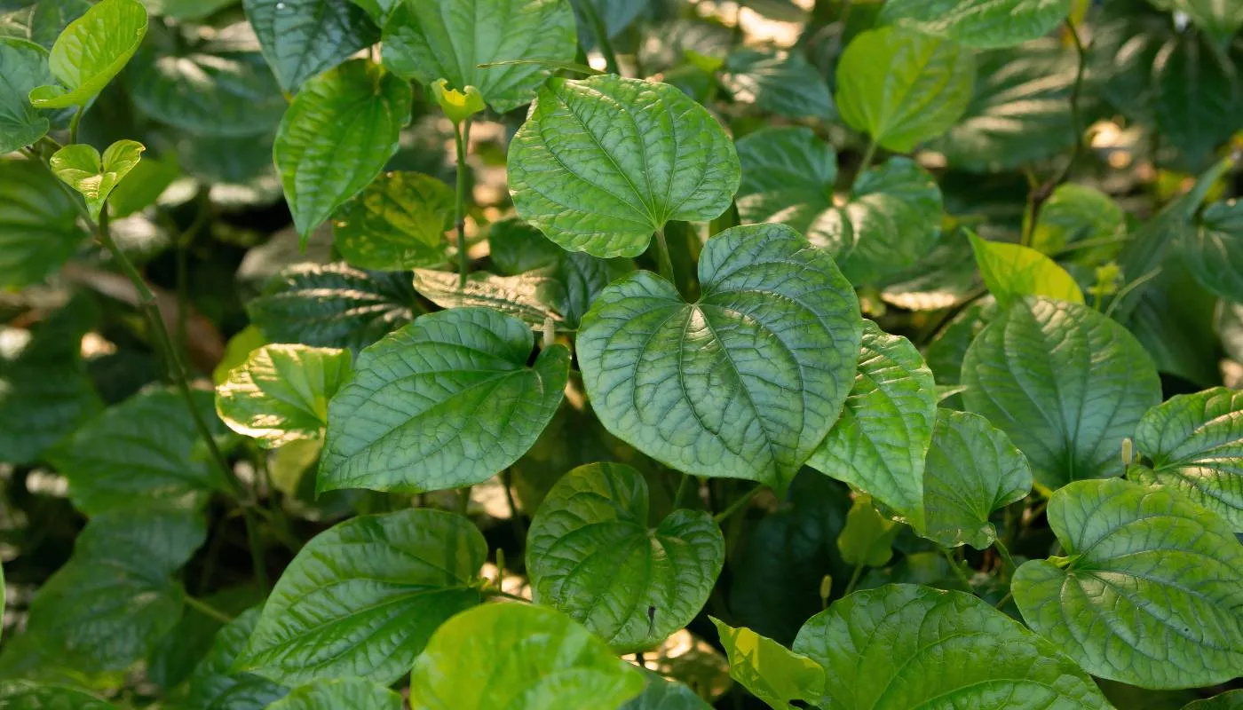 Đặc điểm của cây lá lốt