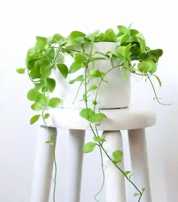 Cách Chăm Sóc Cây Lan Hạt Dưa Luôn Xanh Tốt Và Khỏe Mạnh Toàn Diện