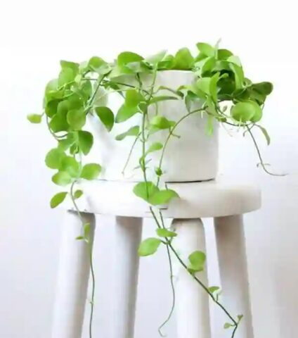 Cách Chăm Sóc Cây Lan Hạt Dưa Luôn Xanh Tốt Và Khỏe Mạnh Toàn Diện