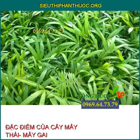 Cách Trồng Cây Salak Năng Suất Cao: Kỹ Thuật Chăm Sóc Đúng Chuẩn Chuyên Gia