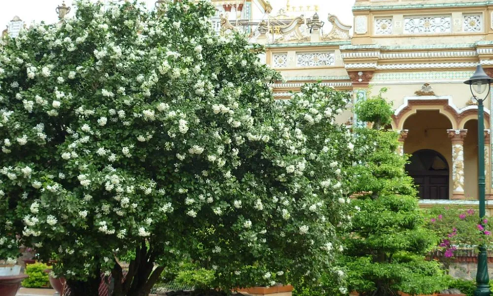 Đặc điểm của cây nguyệt quế thân gỗ hoặc thân bụi có lá kép lông chim lẻ