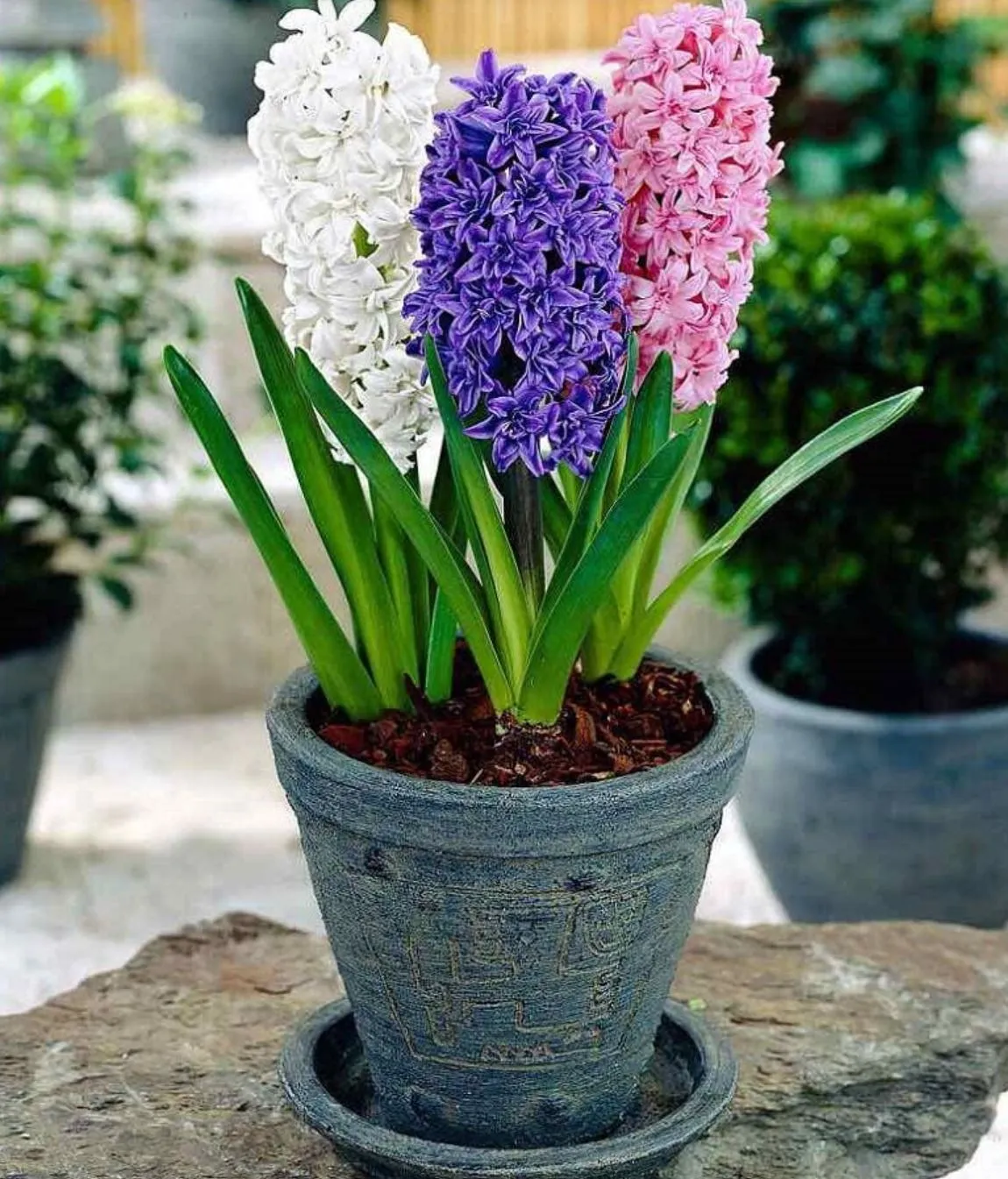 Đặc điểm của cây Tiên Ông