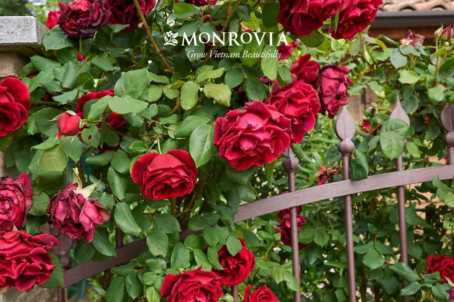 Đặc điểm của hoa hồng leo thân mềm dẻo dai có khả năng leo bám tốt