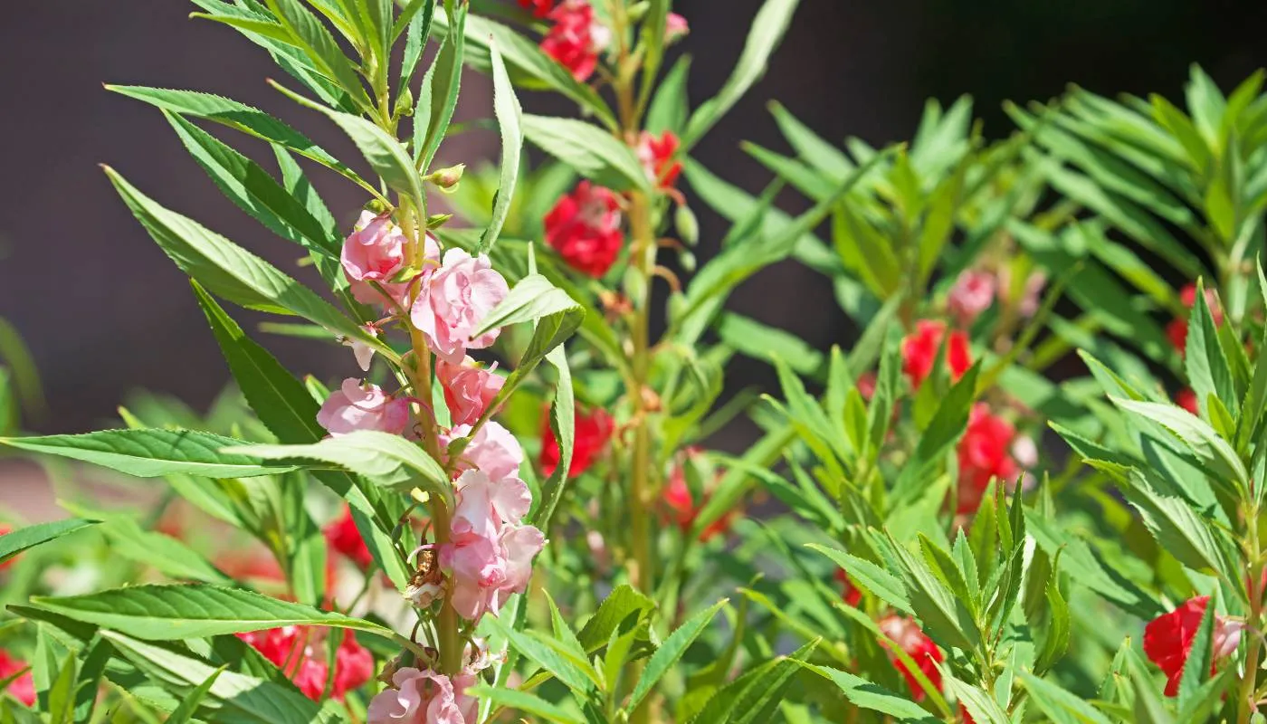 Đặc điểm của hoa móng tay