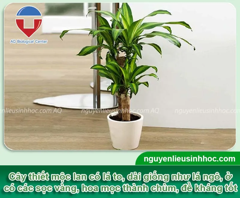 Đặc điểm hình dáng của cây thiết mộc lan, lá có sọc vàng đặc trưng, là loài cây cảnh có sức sống mãnh liệt