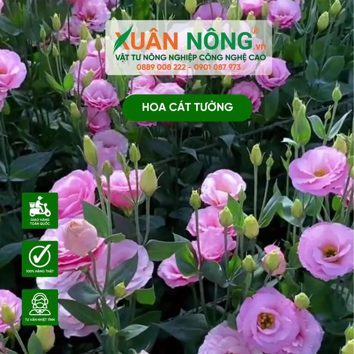 Đặc điểm hình dáng và cấu trúc lá của cây hoa cát tường đang trong giai đoạn phát triển