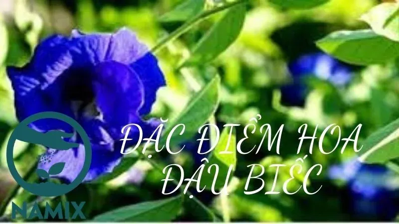 Đặc điểm hình dáng và cấu trúc lá hoa đậu biếc