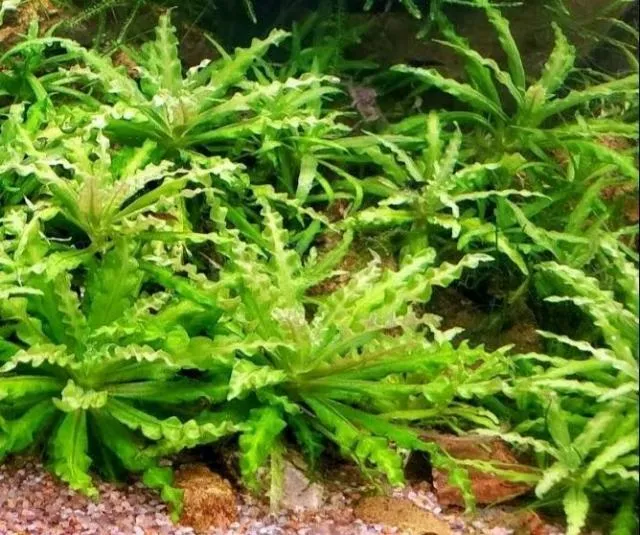 Đặc điểm hình thái cây sao nhỏ lá xoắn