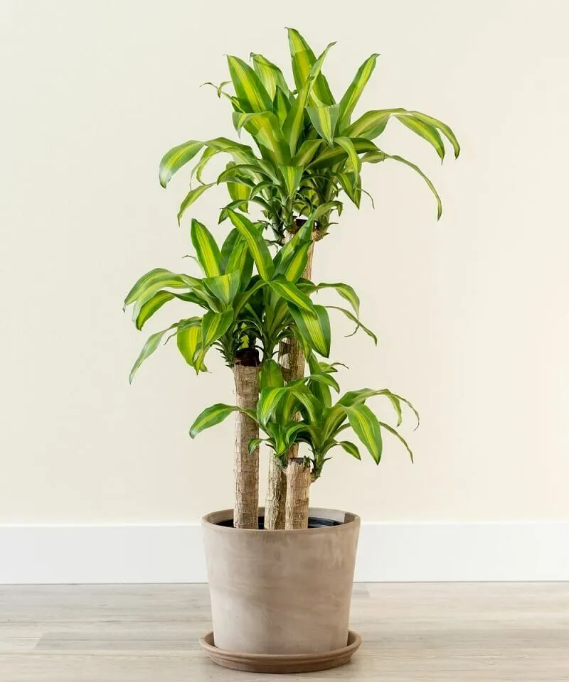 Đặc điểm hình thái chi tiết của cây phát tài khúc (Dracaena fragrans), minh họa cấu trúc thân và lá