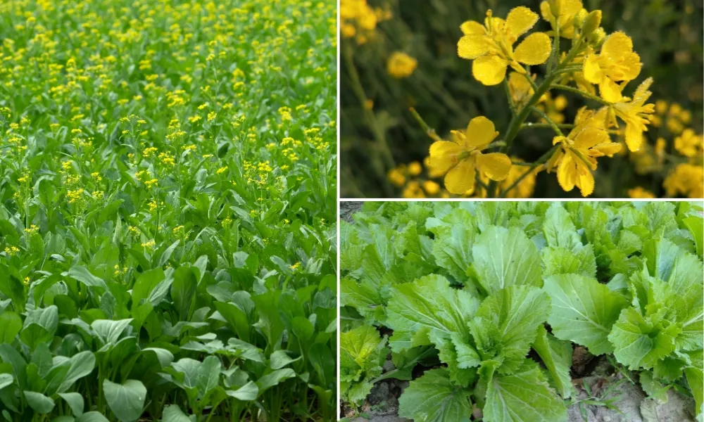 Đặc điểm hình thái của cây cải xanh bẹ lớn khi trưởng thành, minh họa kỹ thuật trồng cây cải hiệu quả