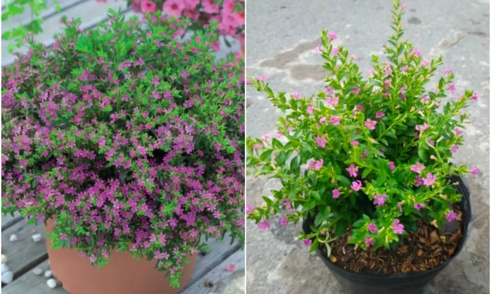 Đặc điểm hình thái của cây Cẩm Tú Mai với những bông hoa màu tím hồng xinh xắn