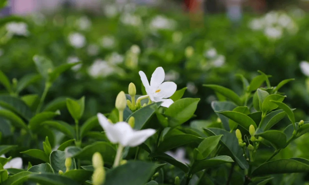 Đặc điểm hình thái của cây mai chỉ thiên lá nhỏ