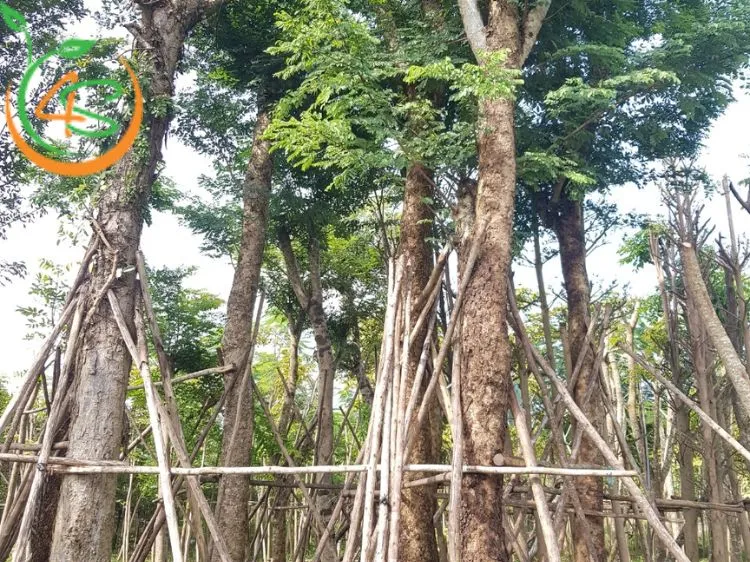 Đặc điểm hình thái của cây mẹ được chọn làm nguồn gen lai tạo