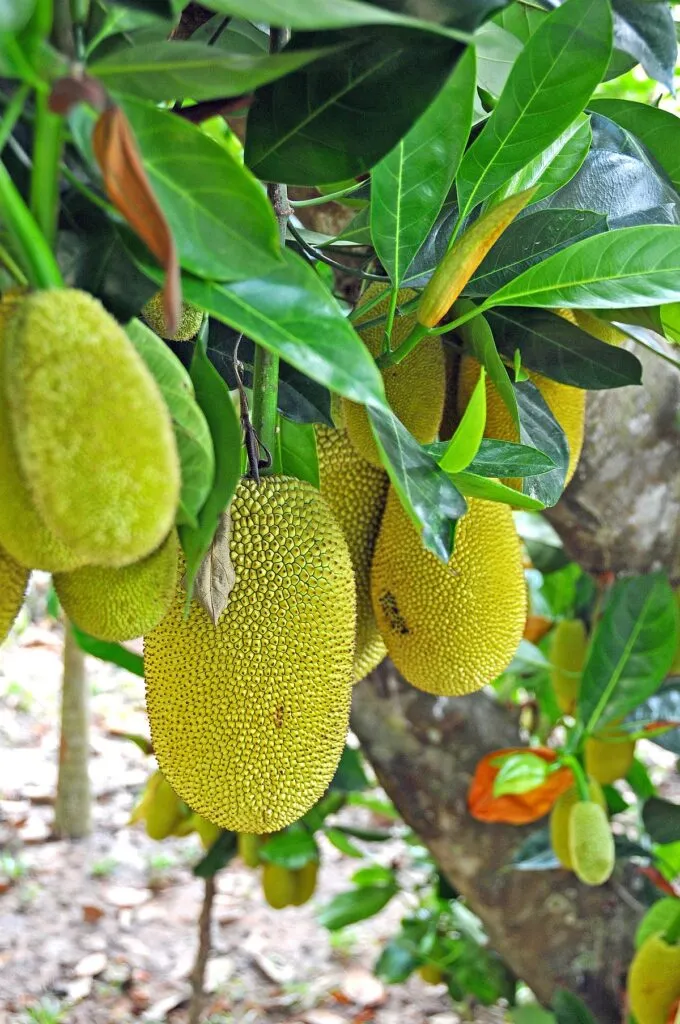 Đặc điểm hình thái của cây mít tố nữ