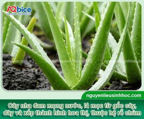 cách chăm cây nha đam: Hướng Dẫn Chi Tiết Trồng Và Duy Trì Cây Lô Hội Khỏe Mạnh