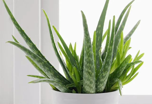 Đặc điểm hình thái của cây nha đam