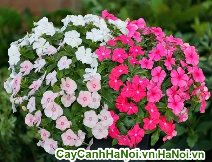 Đặc điểm hình thái của Hoa Dừa Cạn Rủ