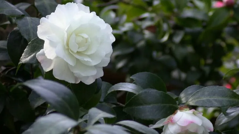 Đặc điểm hình thái của hoa trà my với lá xanh và thân gỗ