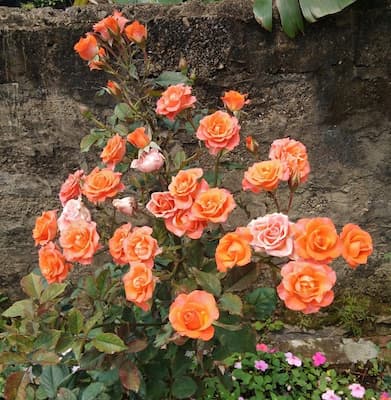 Cách Chăm Sóc Hoa Hồng Tỉ Muội Chi Tiết: Bí Quyết Nở Hoa Quanh Năm