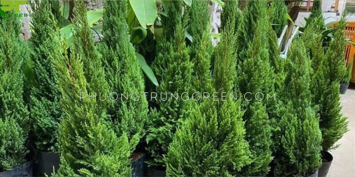 Đặc điểm hình thái lá kim dày của cây Sơn Tùng