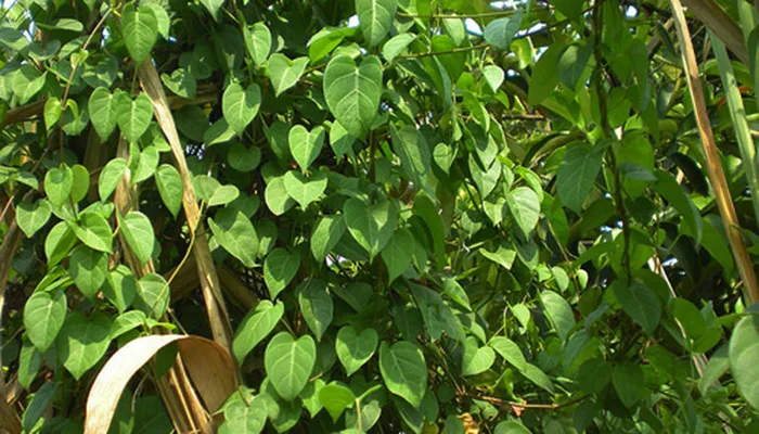 Đặc điểm hình thái lá và thân cây lá giang mọc hoang dại