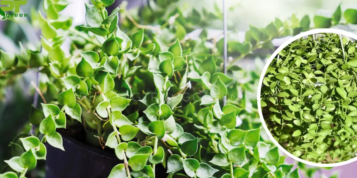 Đặc điểm hình thái lá và thân rủ của Cây Đô La