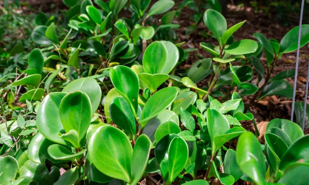 Đặc điểm hình thái và cấu tạo của cây Trường Sinh lá tròn