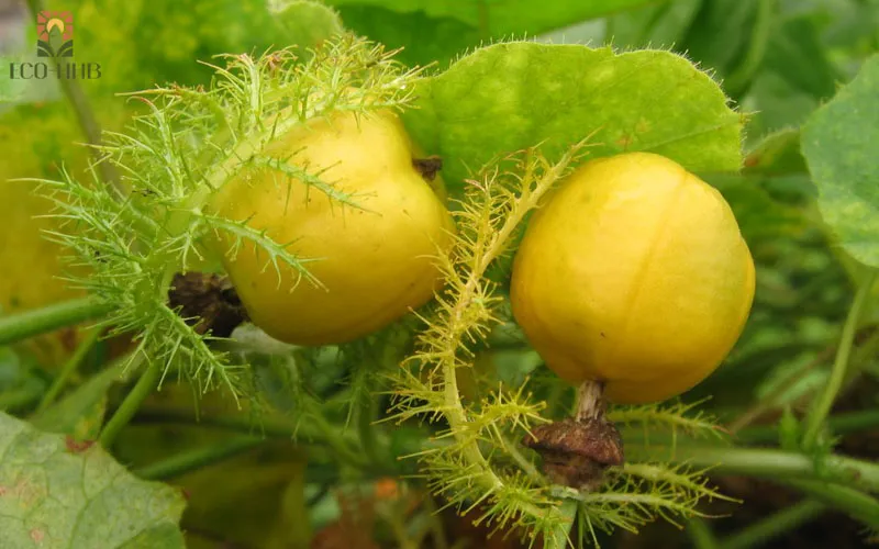 Đặc điểm hình thái và phân loại cây chùm bao