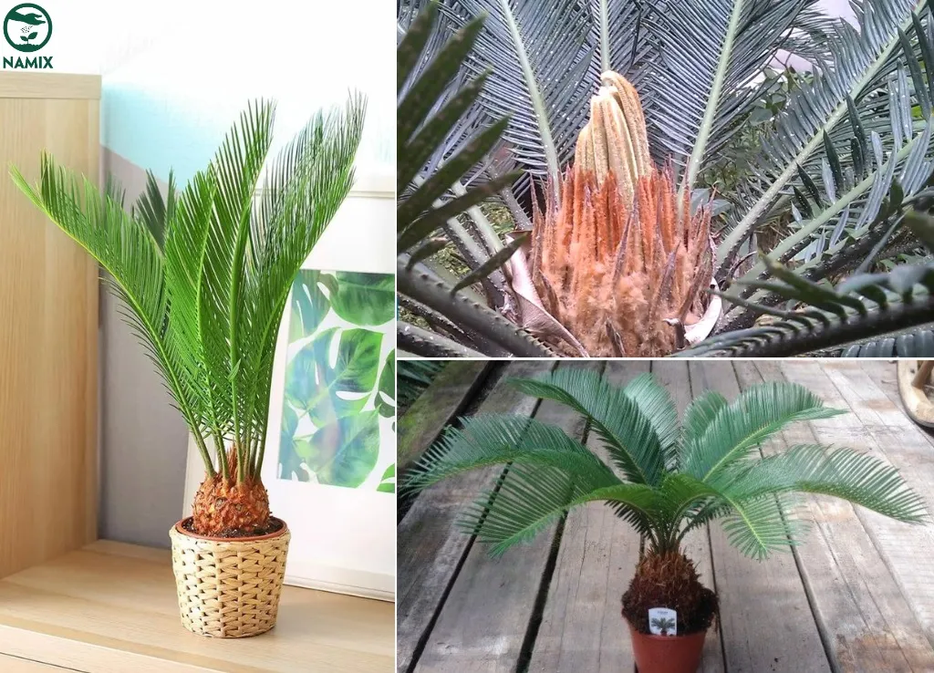 Đặc điểm hình thái và vẻ đẹp uy nghi của cây Vạn Tuế