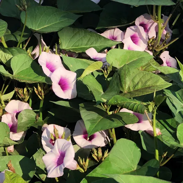 Đặc điểm hoa và lá của giống khoai lang Ipomoea batatas