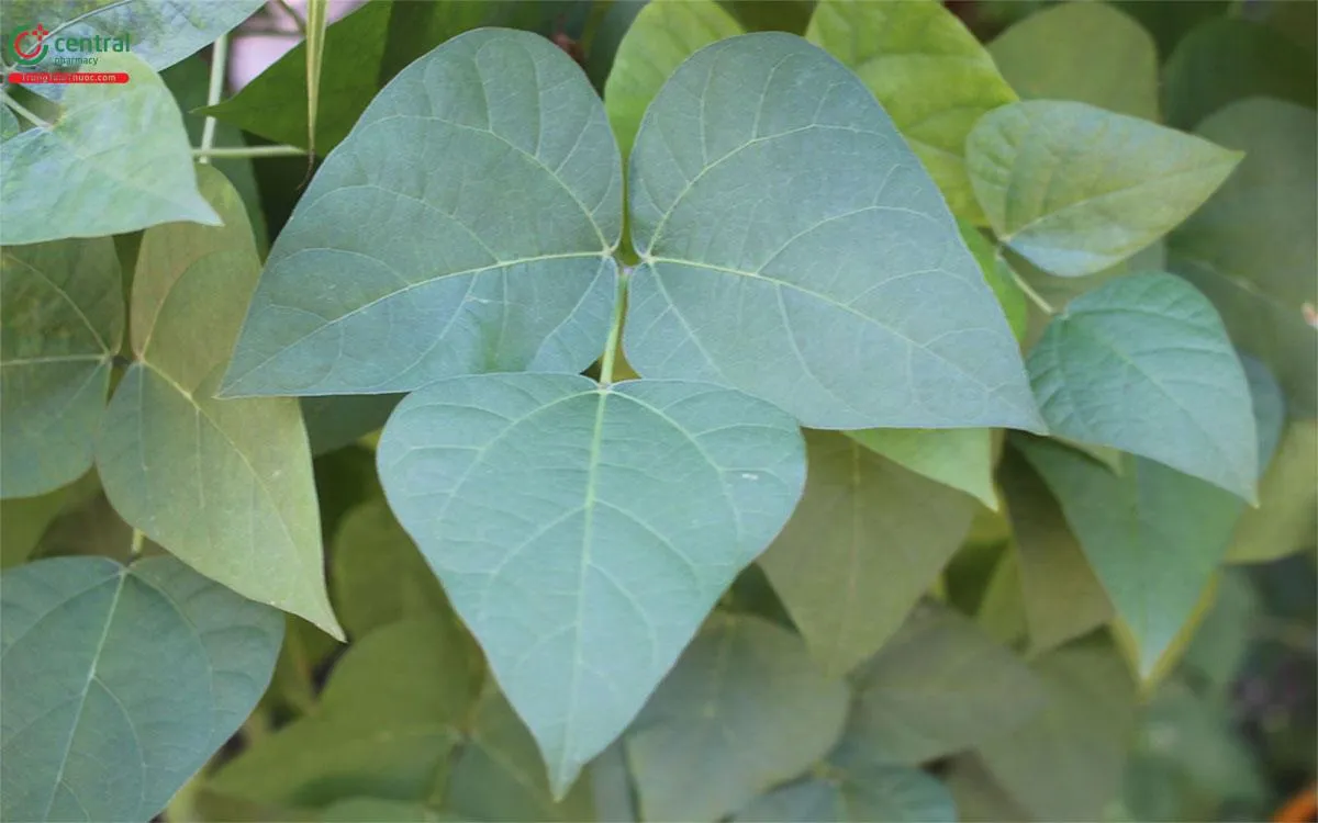 Đặc điểm lá chét hình trái xoan của cây đậu ngự