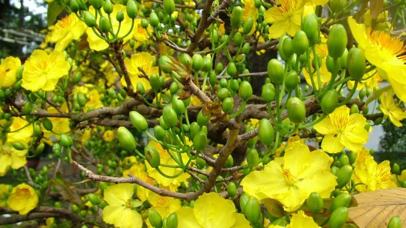 Đặc điểm lá và thân cây mai vàng