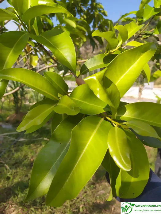 Đặc điểm Lá vối (Cleistocalyx operculatus) trong tự nhiên