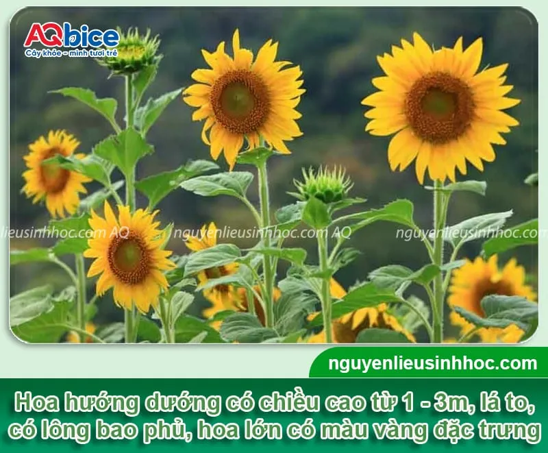 Đặc điểm nhận dạng các loại hoa hướng dương lùn và cao nở đúng dịp Tết