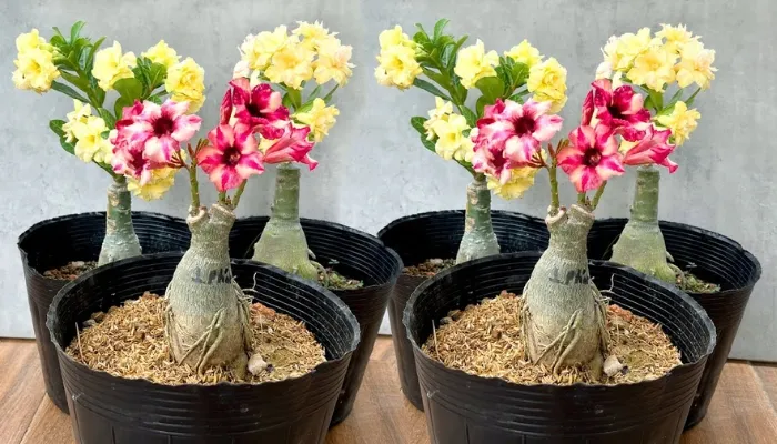 Đặc điểm nhận dạng các loại hoa sứ phổ biến như sứ Thái và sứ Đại, cần thiết khi lựa chọn giống trồng trong chậu.