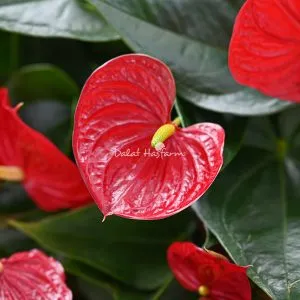 Đặc điểm nhận dạng của cây Hồng Môn, loài vĩ hoa tròn với buồm đỏ quyến rũ