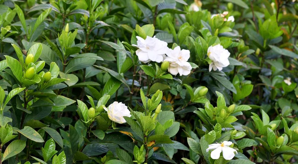 Đặc điểm nhận dạng của Gardenia jasminoides, loài cây dành dành có hoa trắng thơm ngát