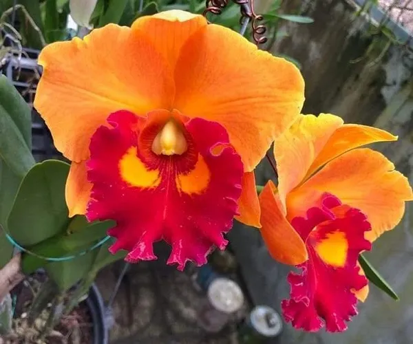 Đặc điểm nhận dạng của lá và giả hành mọng nước của Lan Cattleya, hiểu rõ trước khi thực hiện cách trồng và chăm sóc hoa lan cattleya