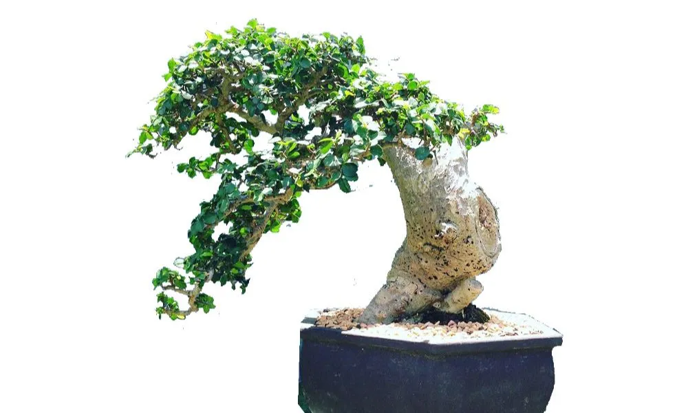 Đặc điểm nhận dạng thân, lá và ý nghĩa phong thủy của cây duối cảnh