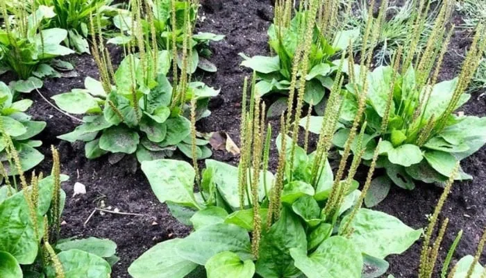 Đặc điểm nhận dạng thực vật học của cây mã đề, lá hình thìa và cuống dài