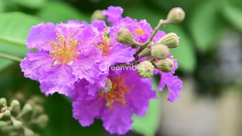 Đặc điểm nổi bật của cây bằng lăng thái là lá nhỏ, xanh thẫm, mọc đối xứng và ít rụng hơn giống thường