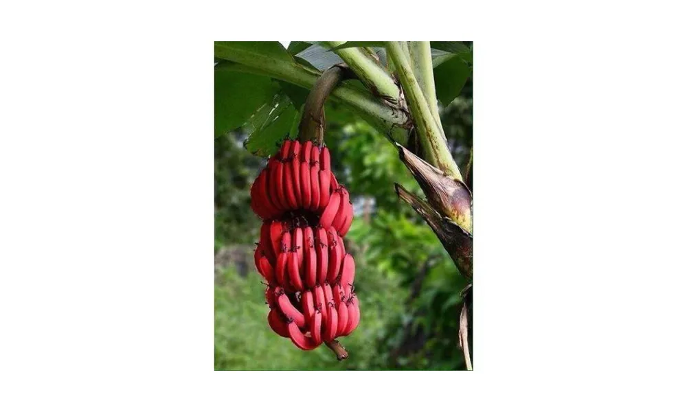 Đặc điểm nổi bật của cây chuối đỏ, một giống cây thân thảo mập mạp, cao từ 2 đến 4 mét