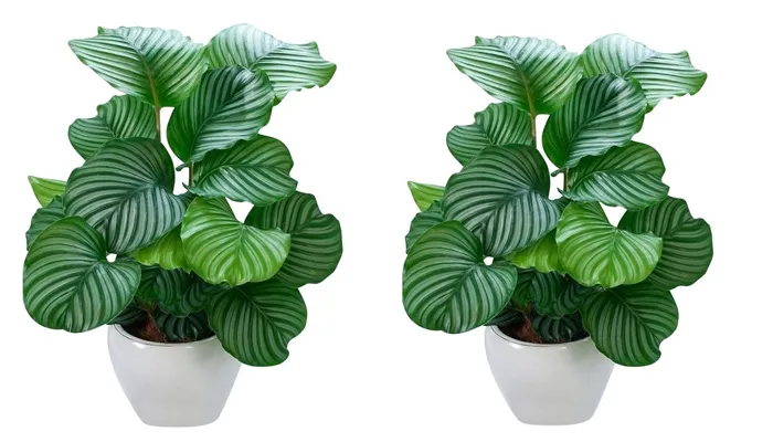 Đặc điểm nổi bật của cây đuôi công là gì?