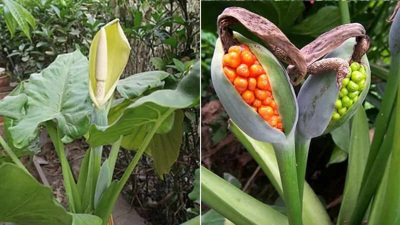 Đặc điểm, phân loại cây ráy voi