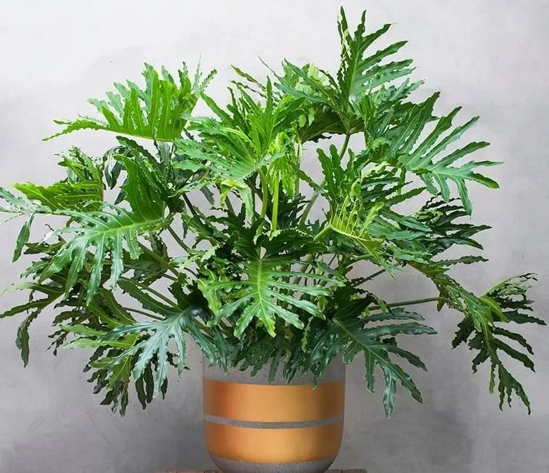 Đặc điểm sinh học cây trầu bà thanh xuân