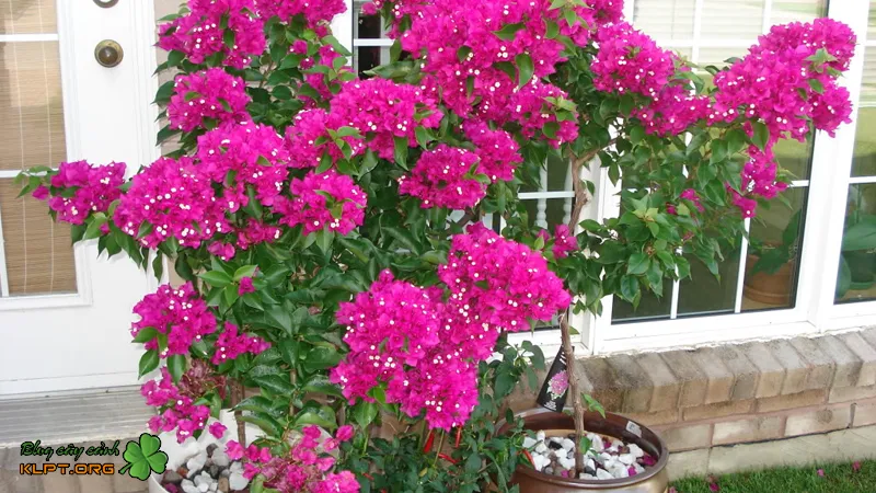 Đặc điểm sinh học của cây bông giấy Mỹ, thân gỗ có gai và lá mọc so le