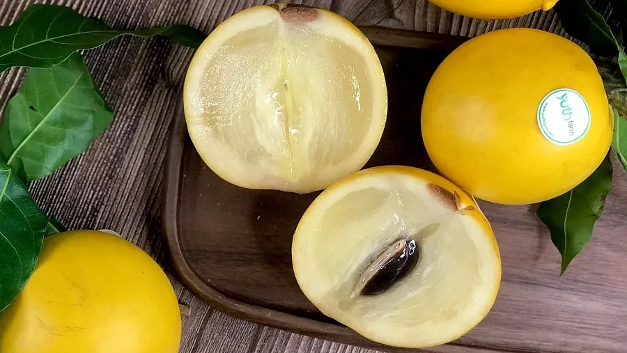 Đặc điểm sinh học của quả vú sữa hoàng kim chín có màu vàng tươi